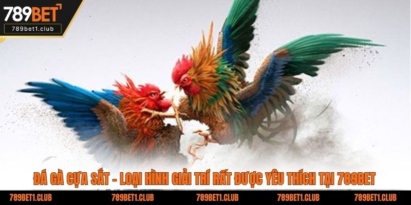 Đá gà cựa sắt - Loại hình giải trí rất được yêu thích tại 789BET
