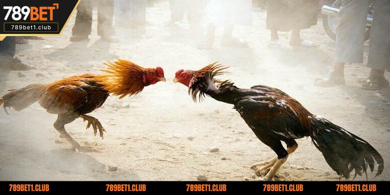 Kinh nghiệm bắt kèo vô cùng hiệu quả từ chuyên gia