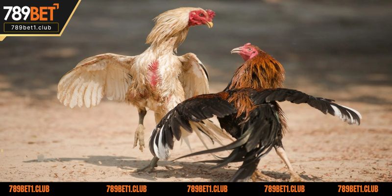 Những hình thức thi đấu được yêu thích nhất tại 789BET