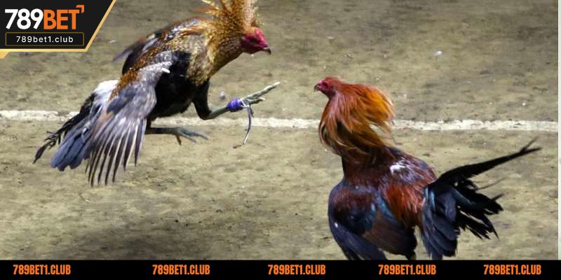 Những ưu điểm nổi bật mà sân chơi đá gà 789BET mang lại