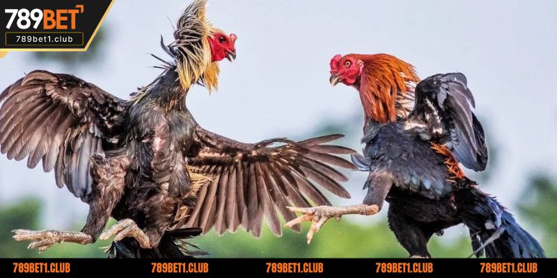 Tổng quan đôi nét về sân chơi đá gà đổi thưởng tại 789BET